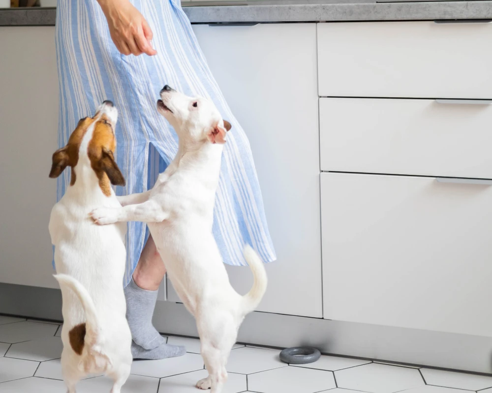automatic water feeder for dogs